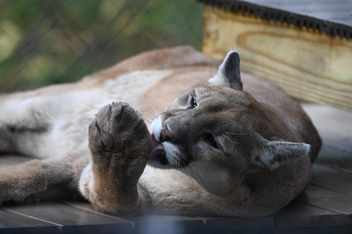 A captive puma grooming its paw