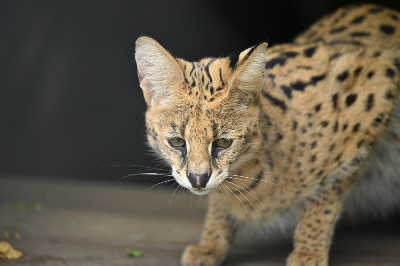 A captive serval photographed by a Zoo-EV volunteer