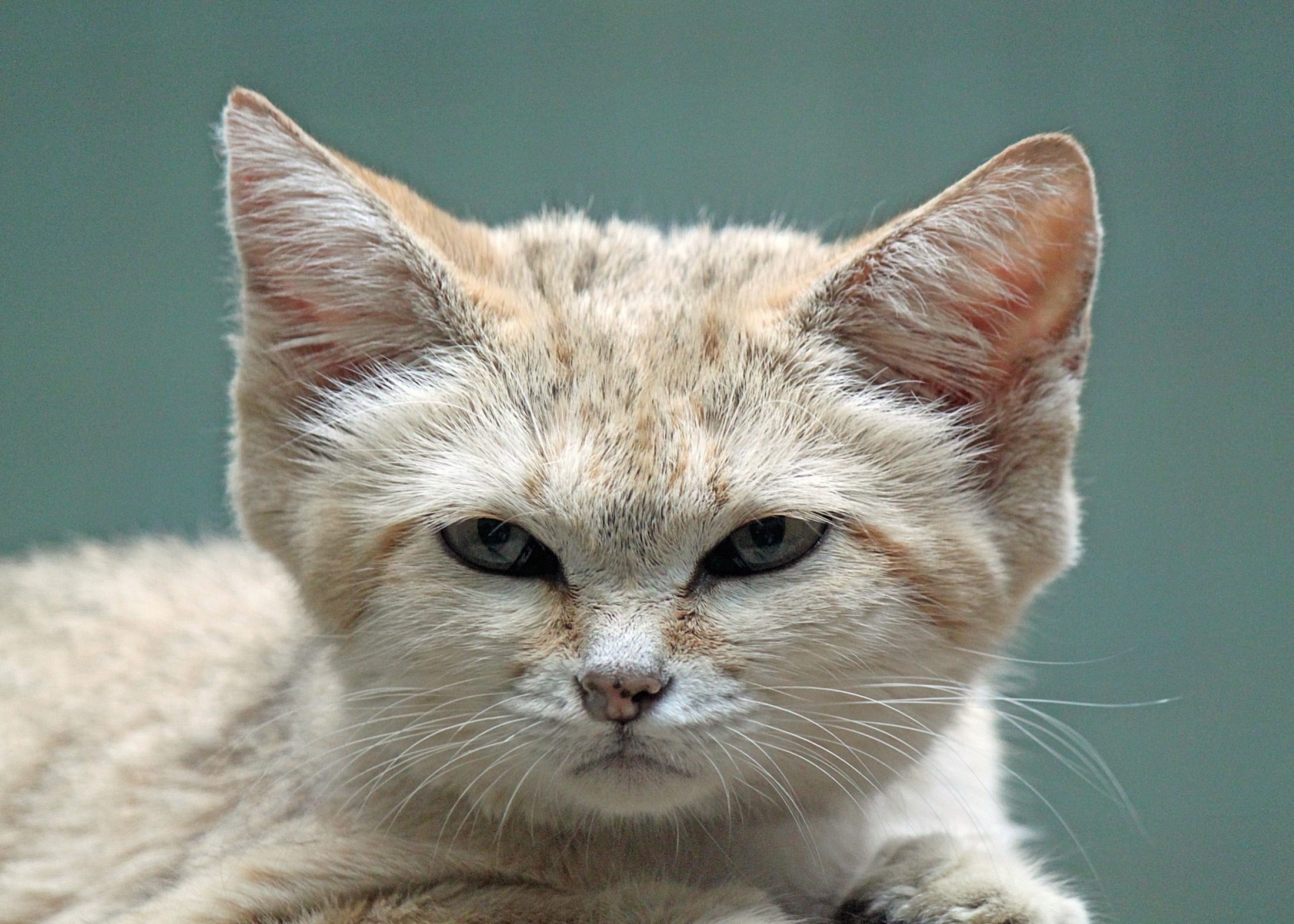 A captive sand cat at Zoological Garden Berlin