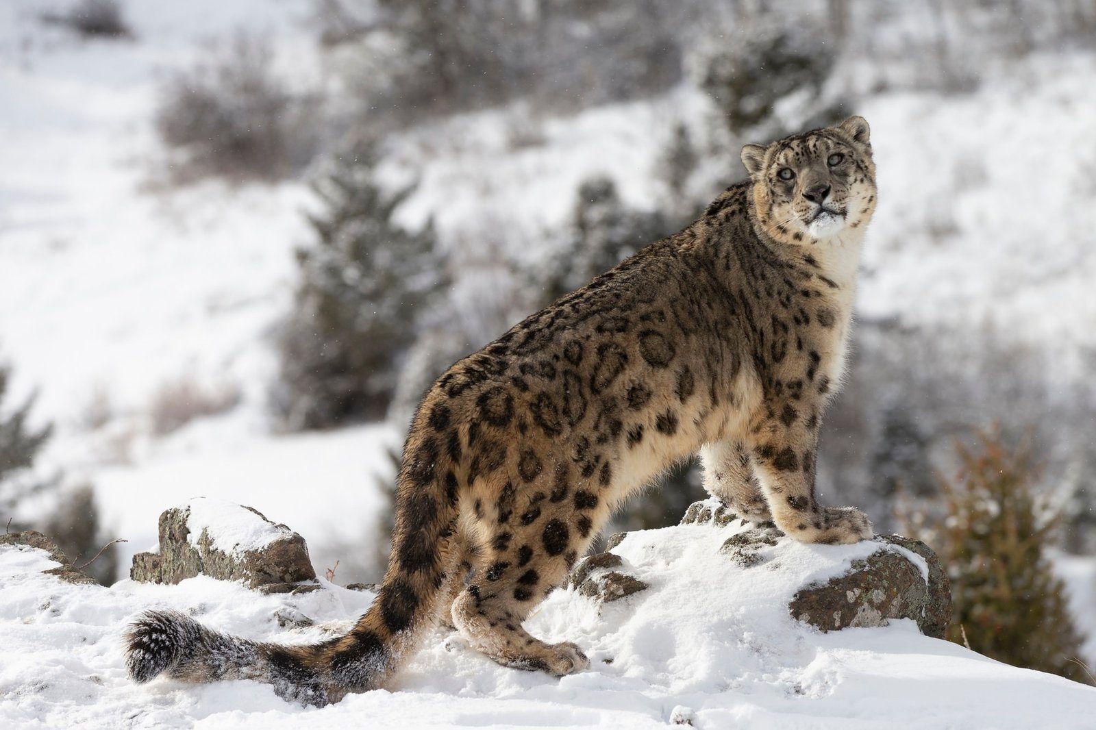 A snow leopard standing in the snow and looking back