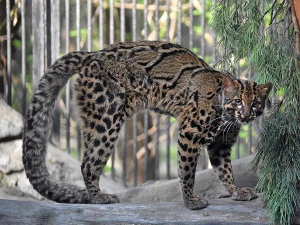 Marbled Cat – Zoo-EV