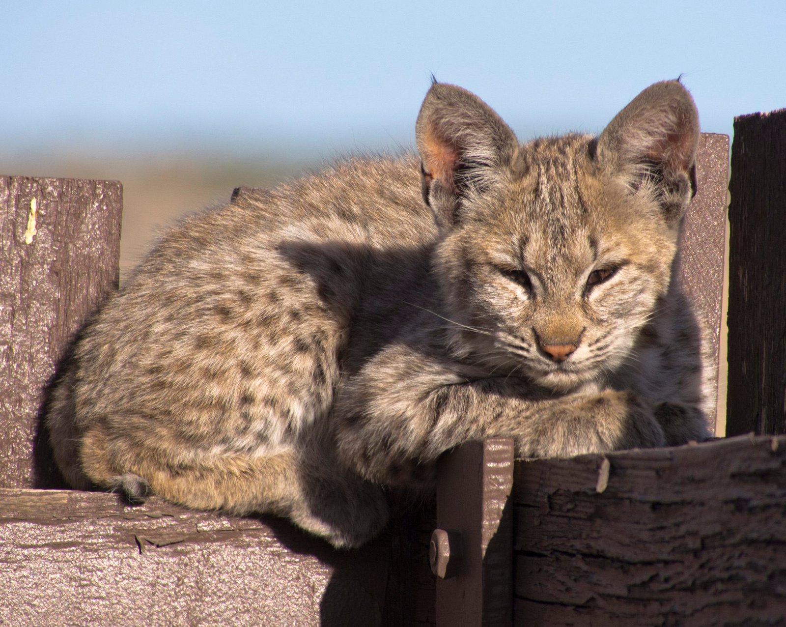 A wild young bobcat resting in sunlight on a wooden structure in rural Utah