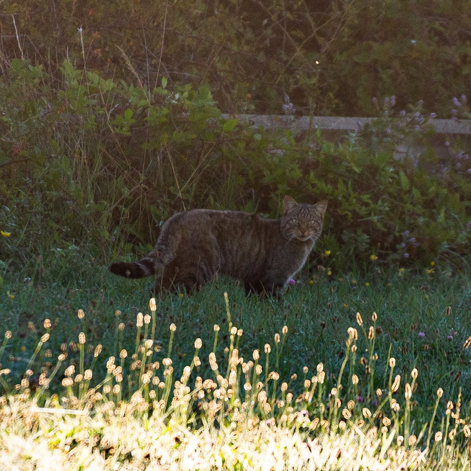 A wild European wildcat moving through vegetation in northern Spain