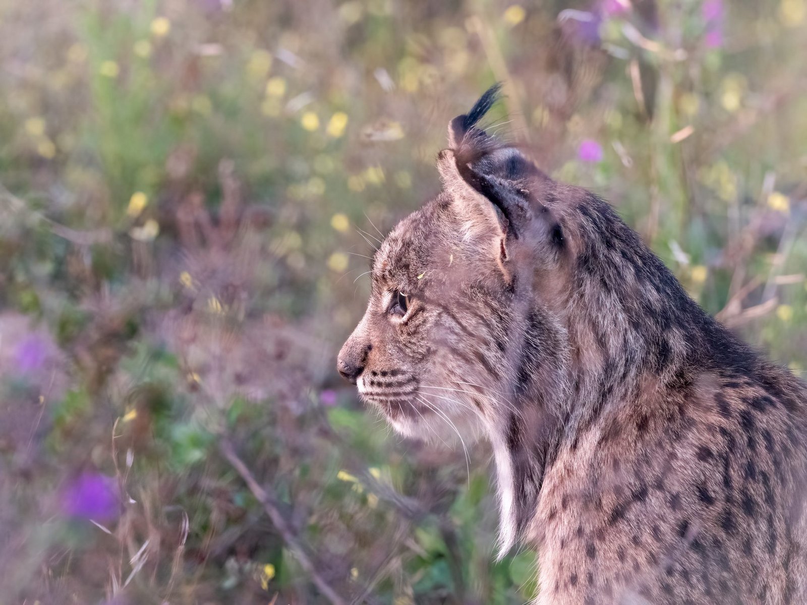 A wild Iberian lynx in profile among spring wildflowers in Sevilla, Spain