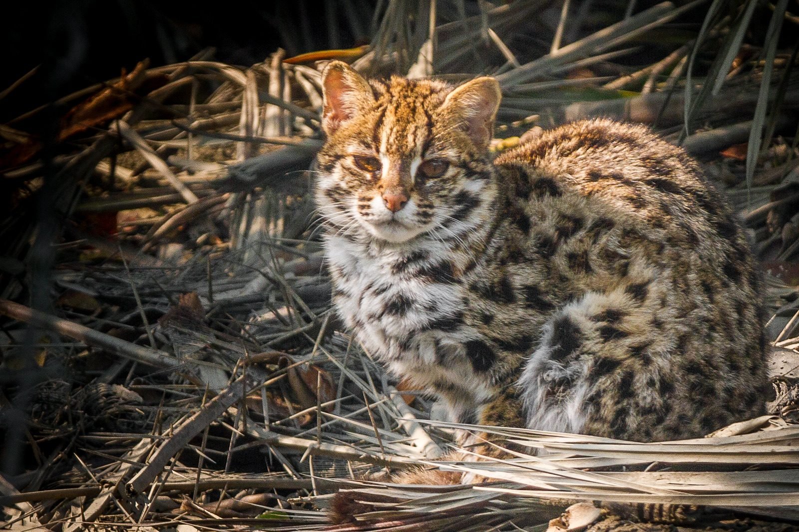 A wild mainland leopard cat sitting in the Sundarban Tiger Reserve in India