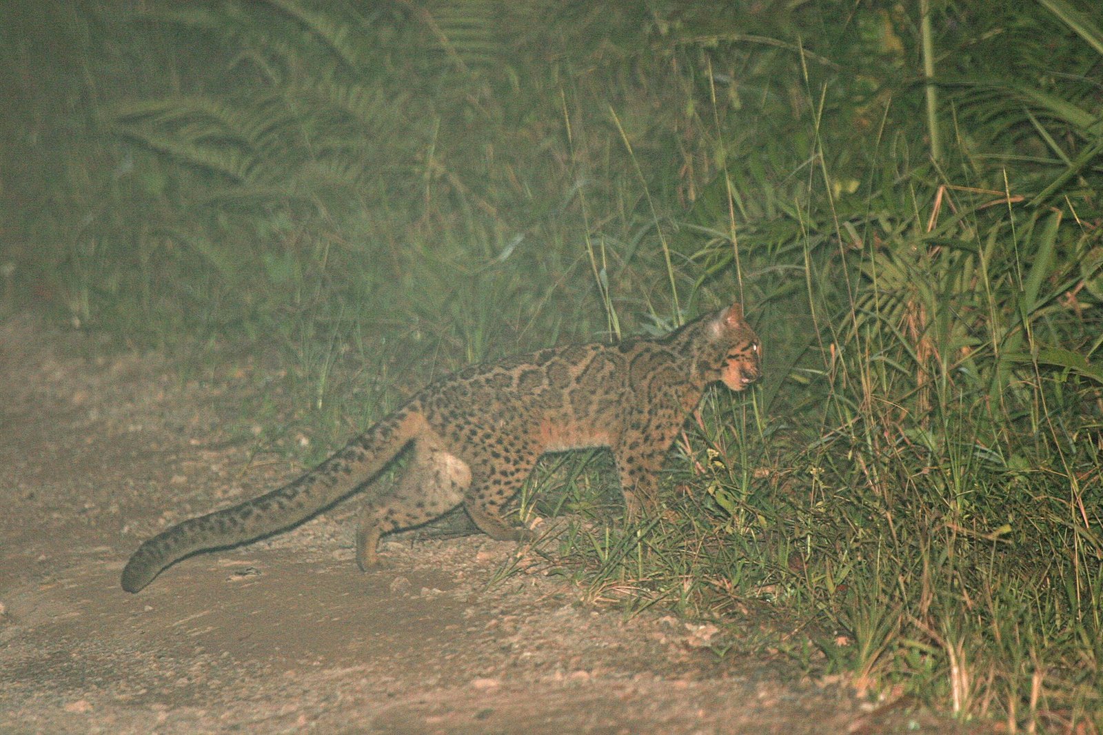 A wild marbled cat crossing a forest track in Sabah, Malaysia, with its long tail extended