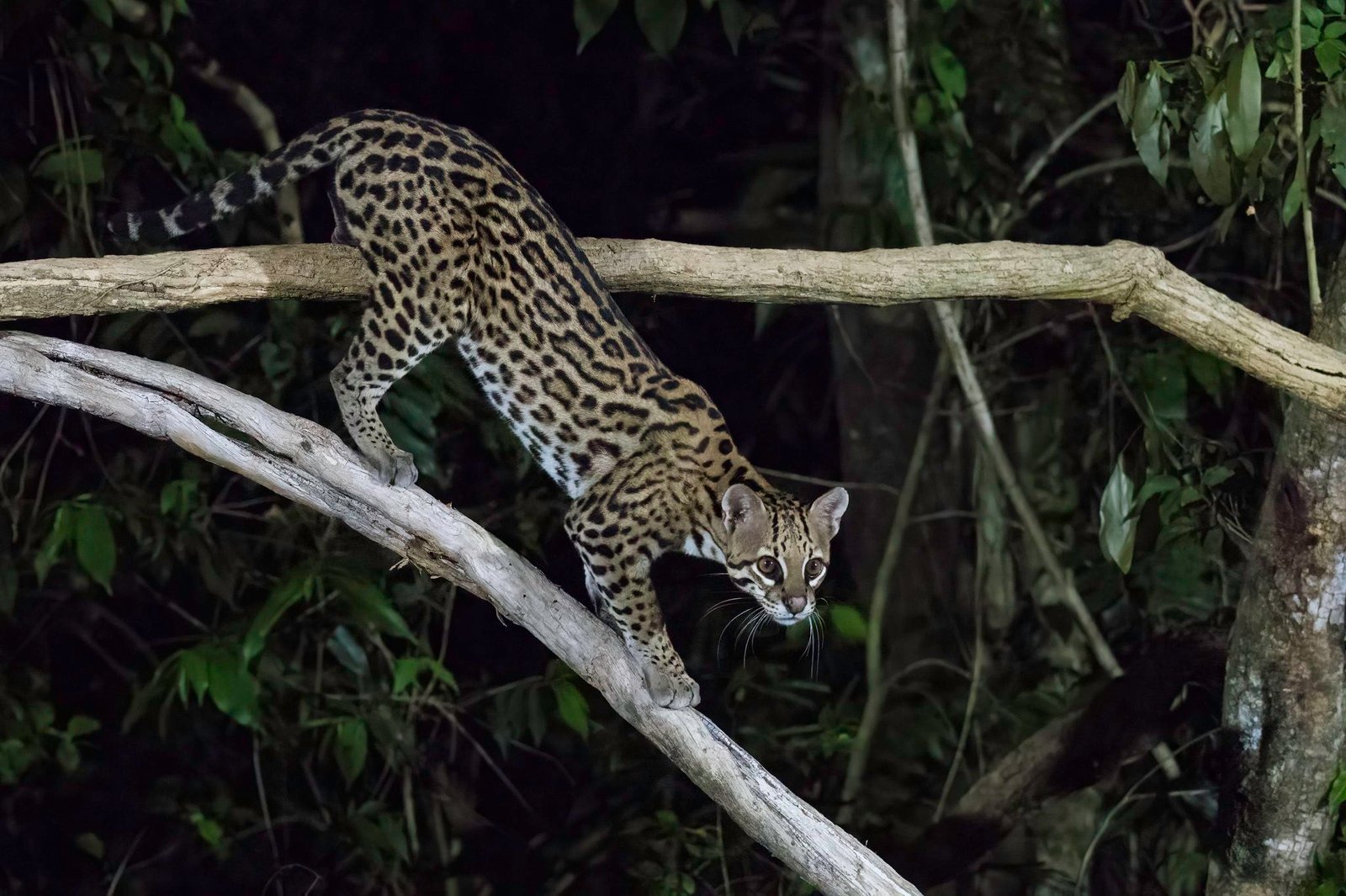 A wild ocelot stepping down through branches in dense forest near Poconé, Brazil