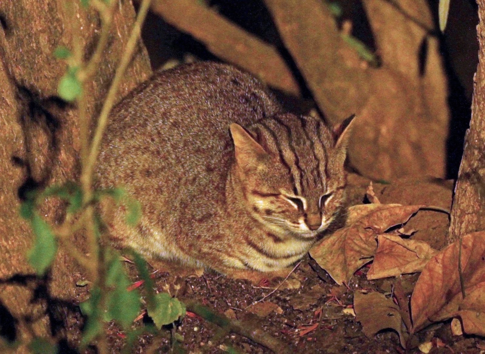 A rusty-spotted cat crouching among dry leaves and tree roots