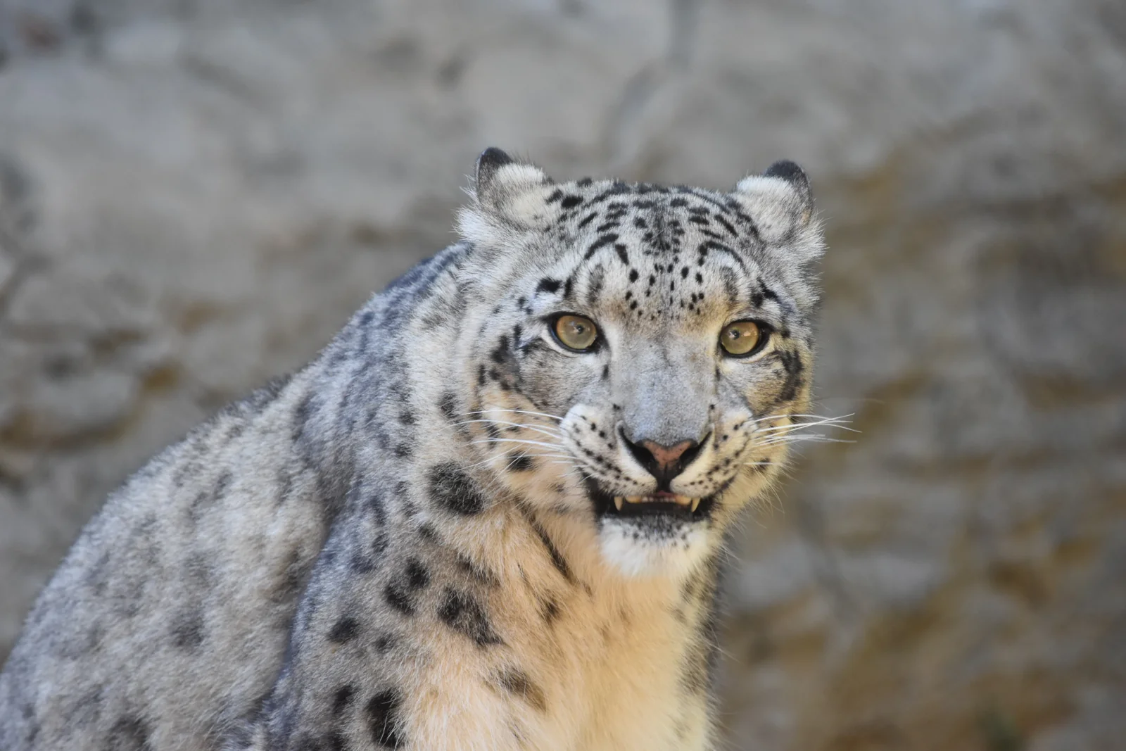 Snow leopard facing the camera in a captive setting