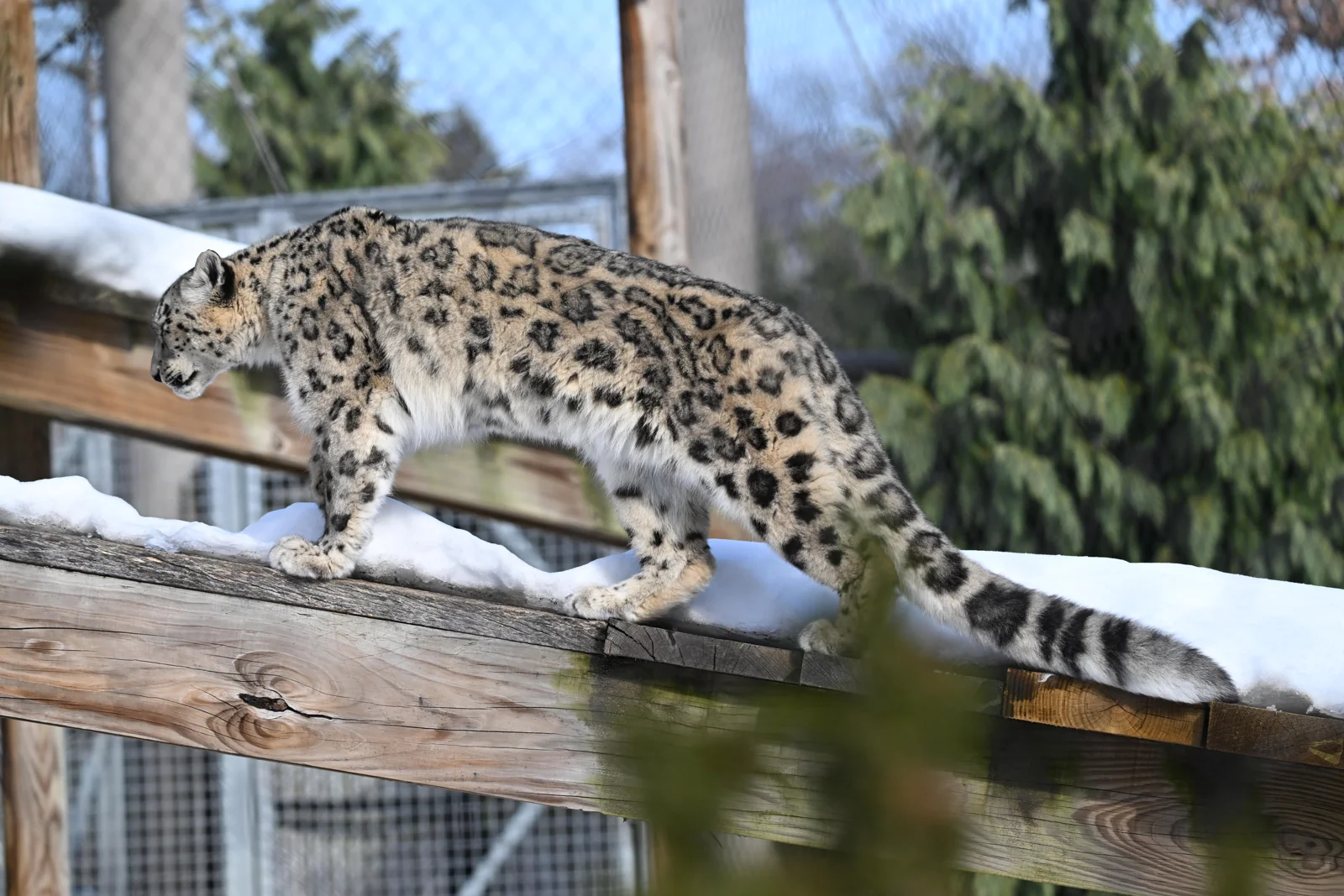 Snow leopard in a captive setting