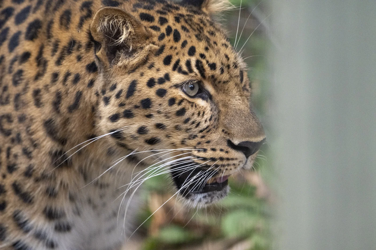 Leopard