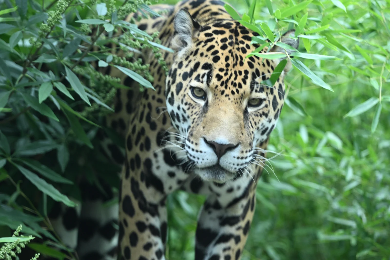 Jaguar