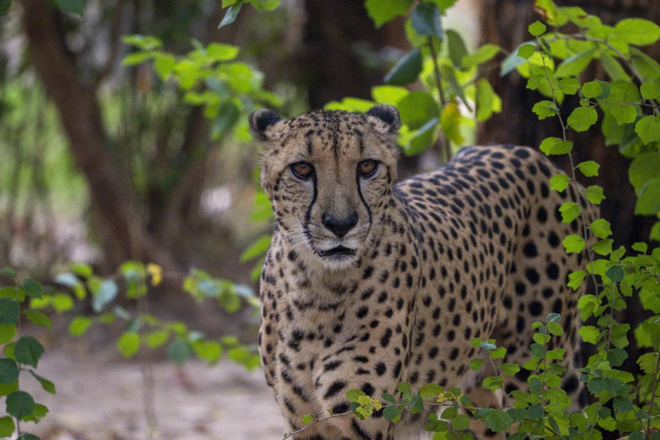 Cheetah