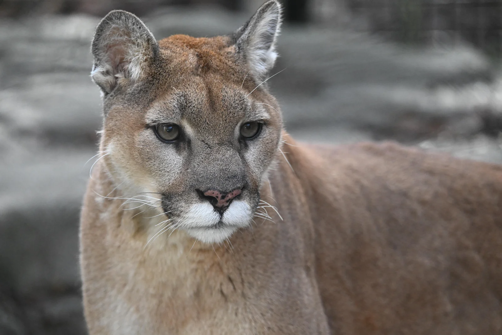 Puma