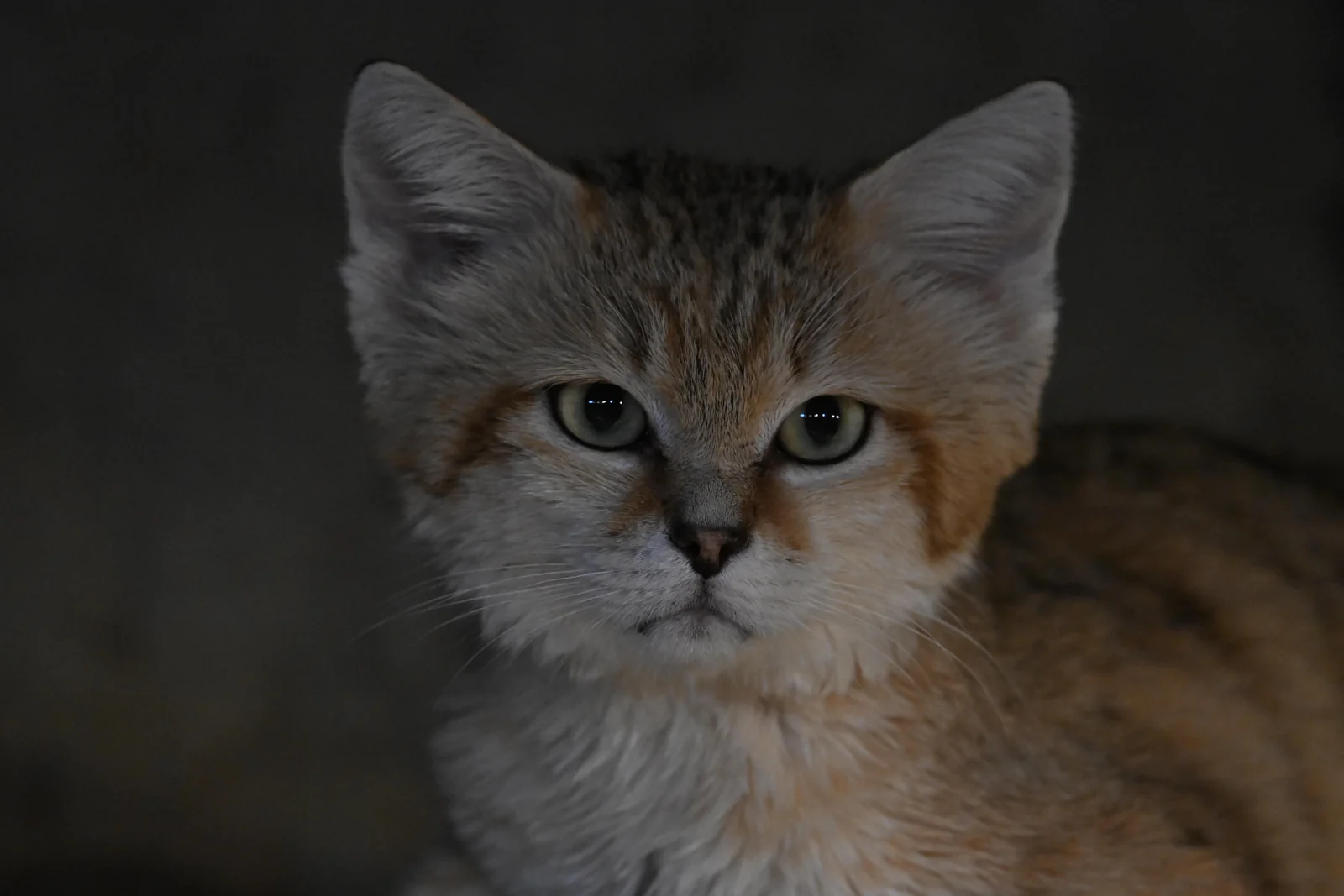 Sand Cat · Zoo-EV archive · captive photograph