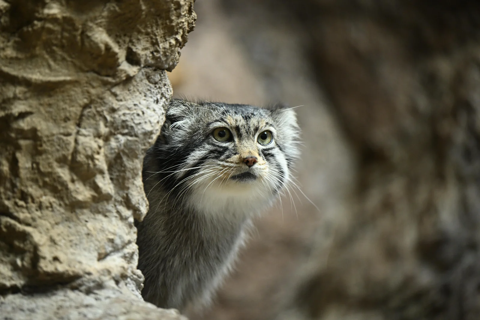 Pallass Cat · Zoo-EV archive · captive photograph