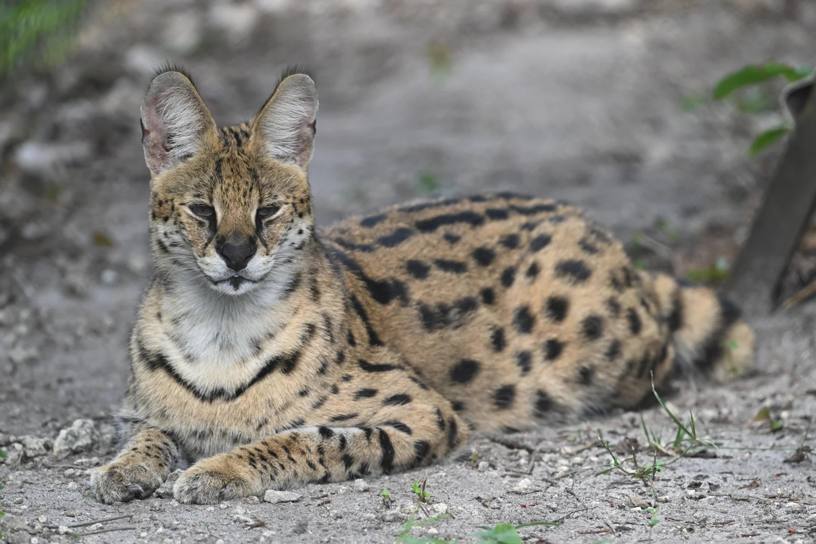 Serval · Zoo-EV archive · captive photograph